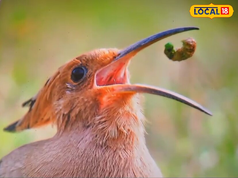 പാഠഭാഗത്തിലെ പക്ഷികളെ കുറിച്ചുള്ള വിഷയം ചിത്രപ്രദർശനത്തിലൂടെ അവതരിപ്പിച്ചപ്പോൾ വിദ്യാർഥികൾക്ക് കൗതുകമാണ് ഉണ്ടായത്. പക്ഷികളെ അടുത്തറിയാനും ആശയങ്ങൾ പങ്കുവയ്ക്കാനും പ്രദർശനത്തിലൂടെ കൊച്ചു കൂട്ടുകാർക്ക് സാധ്യമായി.