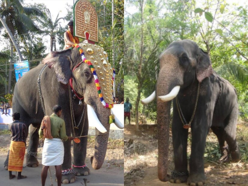  കേരളത്തിൽ എറെ ആരാധകരുള്ള മറ്റൊരു സെലിബ്രേറ്റി ആനയാണ് ചിറയ്ക്കൽ കാളിദാസൻ. ഇന്ത്യയിൽ ഏറ്റവും പൊക്കമുള്ള ആനകളിൽ മൂന്നാം സ്ഥാനമുള്ള കാളിദാസൻ 2017ൽ പുറത്തിറങ്ങിയ ബാഹുബലി 2 എന്ന ചിത്രത്തിലും സാന്നിദ്യമറിയിച്ചിട്ടുണ്ട്. ഉത്സവപ്പറമ്പുകളിൽ തലപ്പൊക്കത്തോടെ നിൽക്കുന്ന പുതുപ്പള്ളി കേശവനും കേരളത്തിൽ ഒരുപാട് ആരധകരെ സമ്പാദിച്ചിട്ടുള്ള ആനയാണ്.