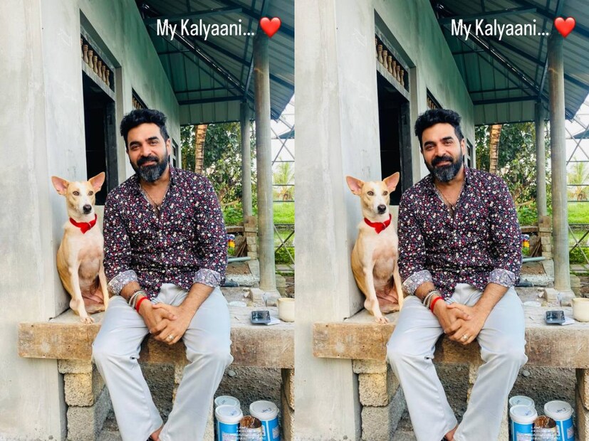 ഇനി ഇവളുടെ ഊഴമാണ്. പേര് കല്യാണി. മോഡേൺ അല്ല, തനി നാടൻ സുന്ദരിക്കുട്ടി. ഗോപിയുടെ കൂട്ടുകാരുടെ ഇടയിലേക്ക് ഇനി കല്യാണിക്കും കൂടാം. കല്യാണിയുടെ കഴുത്തിൽ ഒരു ചുവന്ന റിബൺ കെട്ടിയിട്ടുള്ളത് കാണാം. ഫോട്ടോ കണ്ടാൽ, എവിടെയോ പണി നടന്നു കൊണ്ടിരിക്കുന്ന ഒരു വീടിന്റെ ഉമ്മറത്താണ് ഗോപിയും കല്യാണിയും. അവിടെ ഒരു സിമന്റ് ബെഞ്ചിൽ രണ്ടുപേരും ഇരിക്കുന്നു. ഇത്തരത്തിൽ രണ്ടു ചിത്രങ്ങളാണ് ഗോപി സുന്ദർ പോസ്റ്റ് ചെയ്തിട്ടുള്ളത് 