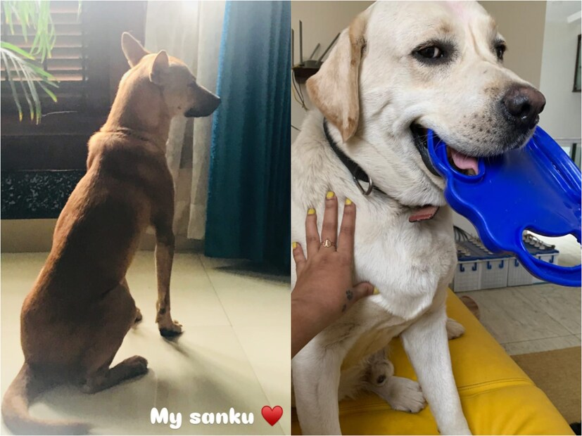 ശങ്കുവും പേര് പരാമർശിച്ചിട്ടില്ലാത്ത മറ്റൊരു നായയുമാണ് അഭയ ഹിരണ്മയിയുടെ ഈ പോസ്റ്റിൽ. നേരത്തെ പറഞ്ഞതുപോലെ തെരുവിൽ കഷ്‌ടപ്പെടുന്ന നായ്ക്കളുടെ നല്ല ജീവിതത്തിനും അഭയ ശ്രദ്ധ നൽകാറുണ്ട്. അത്തരത്തിൽ താൻ കണ്ടെത്തിയ കുഞ്ഞാണ് കല്യാണി എന്നാണ് അഭയ ഹിരണ്മയിയുടെ പക്ഷം. രൂപസാദൃശ്യത്തിലും, ഇതേ നായയുടെ അല്പം കൂടി വളർന്ന ലുക്കാണ് ഗോപി സുന്ദർ പോസ്റ്റ് ചെയ്ത ചിത്രത്തിൽ കാണുന്നത് എന്ന് നിസംശയം പറയാം 