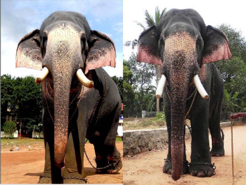  ആനയുടമകൾക്കെല്ലാം ആനയെ പാട്ടത്തിന് നൽകാനാണ് കൂടുതലും താത്പര്യം. പാപ്പാന്റെ ചെലവും ആനയുടെ ചെലവുമെല്ലാം ഉത്സവ പരിപാടി ബുക്ക് ചെയ്യുന്ന ഏജന്‍റാണ് വഹിക്കേണ്ടത്. വലിയ തുകകളാണ് പാട്ടത്തിന് നൽകുമ്പോൾ ലഭിക്കുന്നത് എന്നതിനാൽ ഉടമകൾക്കും ഇതിനോടാണ് താത്പര്യം. വനംവകുപ്പ് ഉദ്യോഗസ്ഥരും ഡോക്ടറും പരിശോധിച്ച് ഉറപ്പിച്ച ശേഷമേ ആനകളെ ഉത്സവത്തിന് എഴുന്നള്ളിക്കാൻ അനുവദിക്കൂ.എഴുന്നള്ളിക്കാൻ പ്രത്യേകം മാർഗ നിർദ്ദേശങ്ങളും ഉണ്ട്. കേരളത്തിൽ ആകെ 430 നാട്ടാനകൾ ഉണ്ടെന്നാണ് വനംവകുപ്പിന്റെ കണക്ക്. ഇതിൽ 100-150 ആനകൾ മാത്രമെ ഉത്സവ എഴുന്നള്ളത്തുകളിൽ പങ്കെടുക്കാറുള്ളു