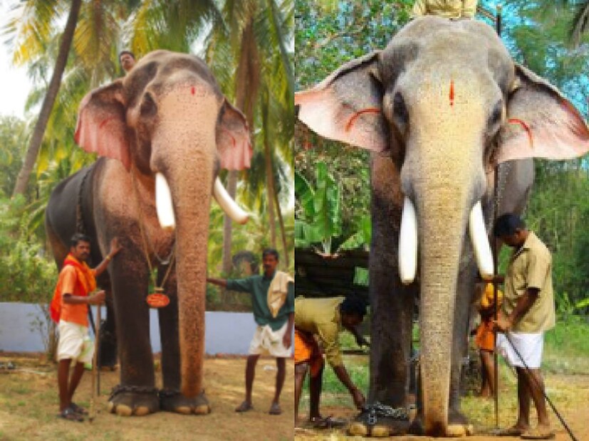  തെച്ചിക്കോട്ട്കാവ് രാമചന്ദ്രൻ, പാമ്പാടി രാജൻ, തൃക്കടവൂർ ശിവരാജു, പുതുപ്പള്ളി കേശവൻ, ചിറക്കൽ കാളിദാസൻ എന്നീ അഞ്ച് ആനകളാണ് കേരളത്തിലെ ഗജവീരൻമാരിലെ സൂപ്പർ സ്റ്റാറുകളായി അറിയപ്പെടുന്നത്. ഒരു ദിവസത്തെ എഴുന്നള്ളിപ്പിന് തെച്ചിക്കോട്ട്കാവ് രാമചന്ദ്രന് 6.75 ലക്ഷം രൂപയാണ് എക്കത്തുക. സമീപകാലത്തെ റെക്കോഡ് തുകയായിരുന്നു ഇത്. ഗുരുവായുർ ദേവസ്വത്തിന്റെ ആനകൾക്കെല്ലാം ലക്ഷത്തിന് മുകളിലാണ് ഏക്കത്തുക ലഭിക്കാറുള്ലത്.