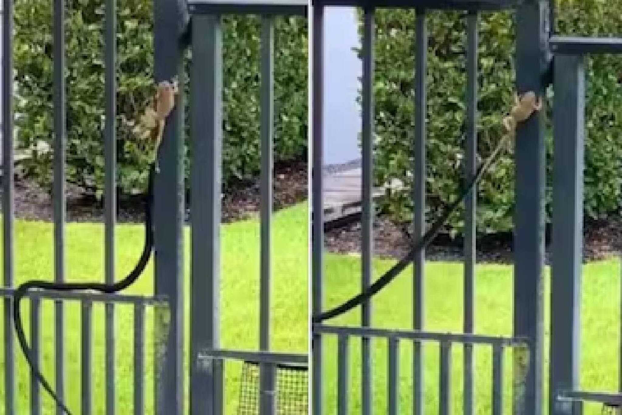 വിഷപ്പാമ്പിന്റെ വായില്‍ നിന്നും തലനാരിഴയ്ക്ക് തവള രക്ഷപ്പെടുന്നു; വീഡിയോ വൈറല്‍