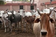 പത്ത് പശുവുണ്ടോ ? കിസാന്‍ ക്രഡിറ്റ് കാര്‍ഡ് കിട്ടും; കര്‍ഷകര്‍ക്ക് പുതിയ പദ്ധതിയുമായി മധ്യപ്രദേശ് സര്‍ക്കാര്‍