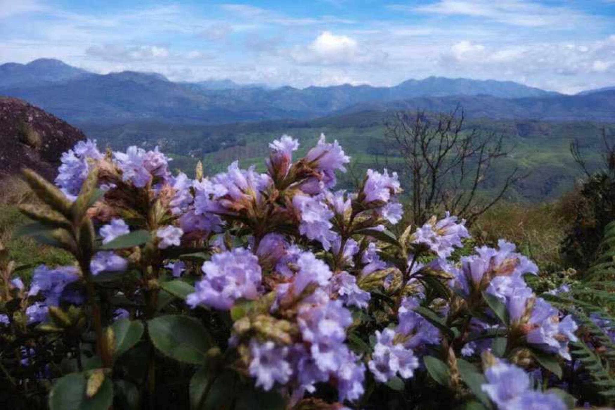 കുറിഞ്ഞിയെ സംരക്ഷിക്കാൻ 'കുറിഞ്ഞി വാക്കത്തോൺ'