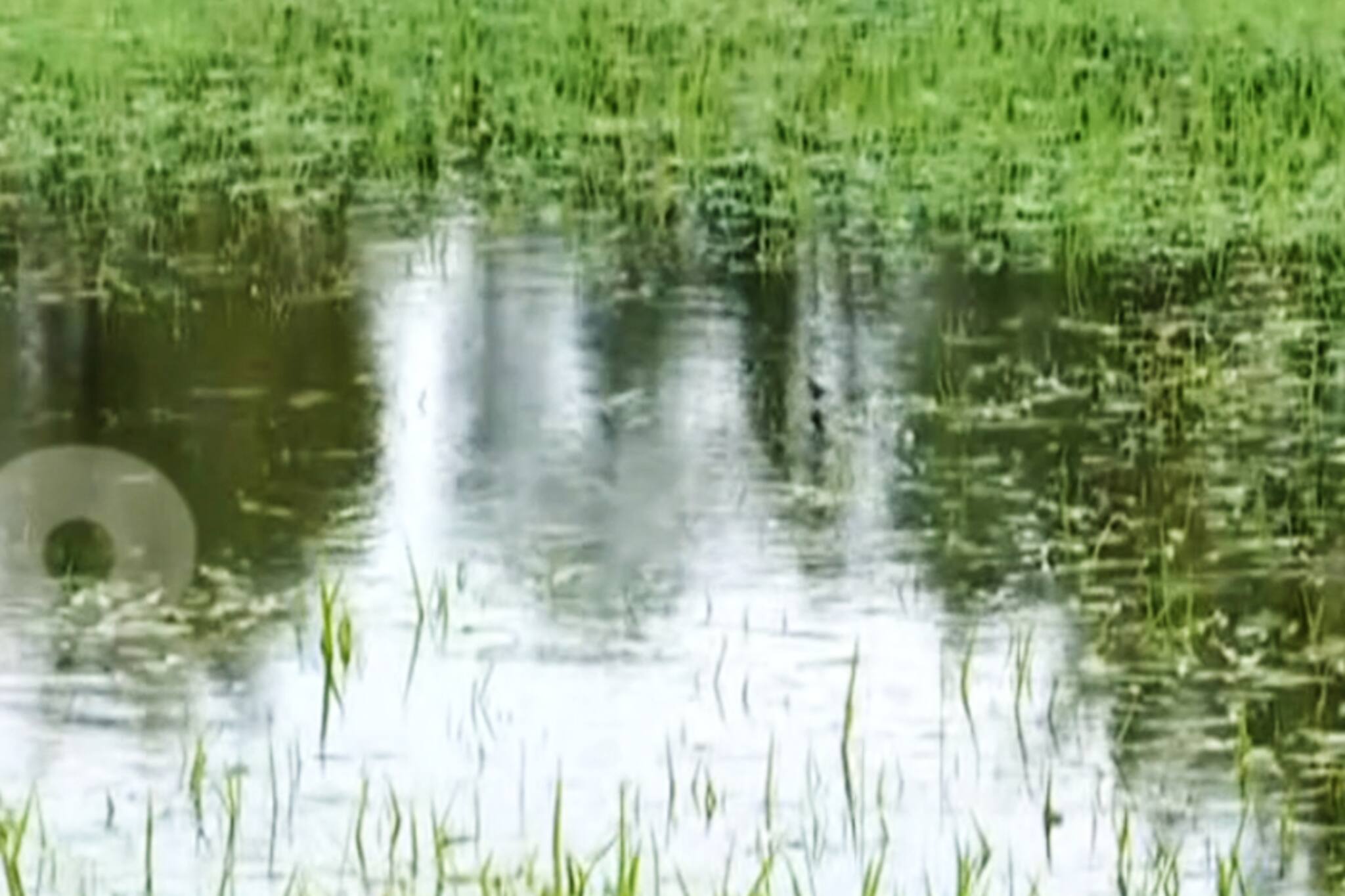 വെള്ളപ്പൊക്കത്തിൽ കുട്ടനാടിന് കോടികളുടെ നഷ്‌ടം