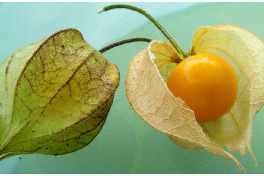 Malayalam News - benefit of golden berry plant | News18 Kerala, Health ...