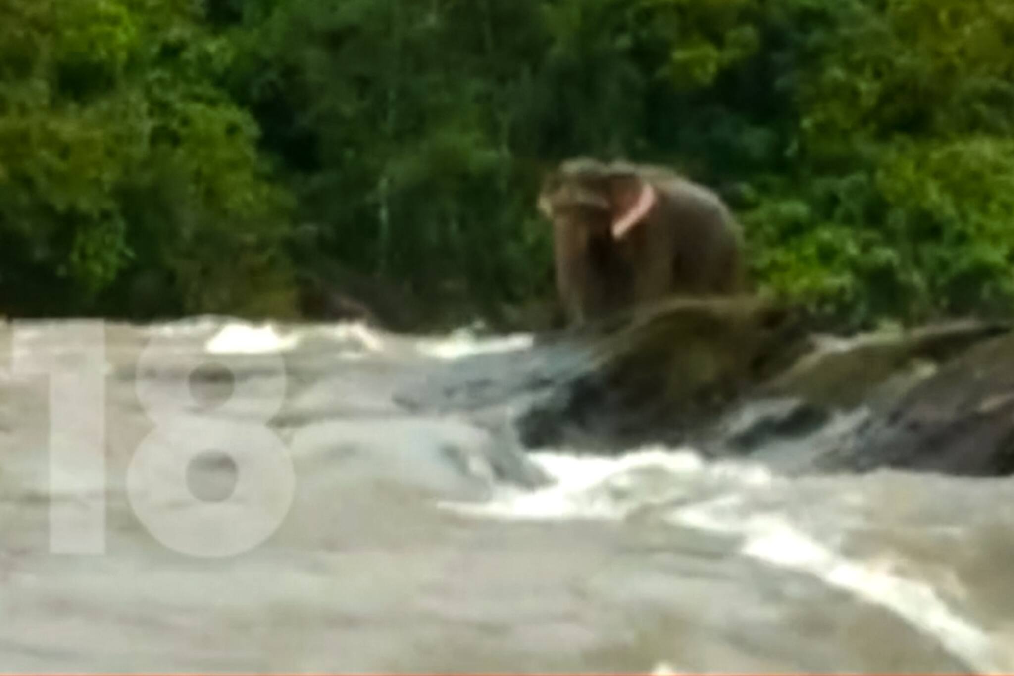 ചാലക്കുടി പുഴയിൽ കുടുങ്ങിയ കാട്ടാനയെ രക്ഷിച്ചു