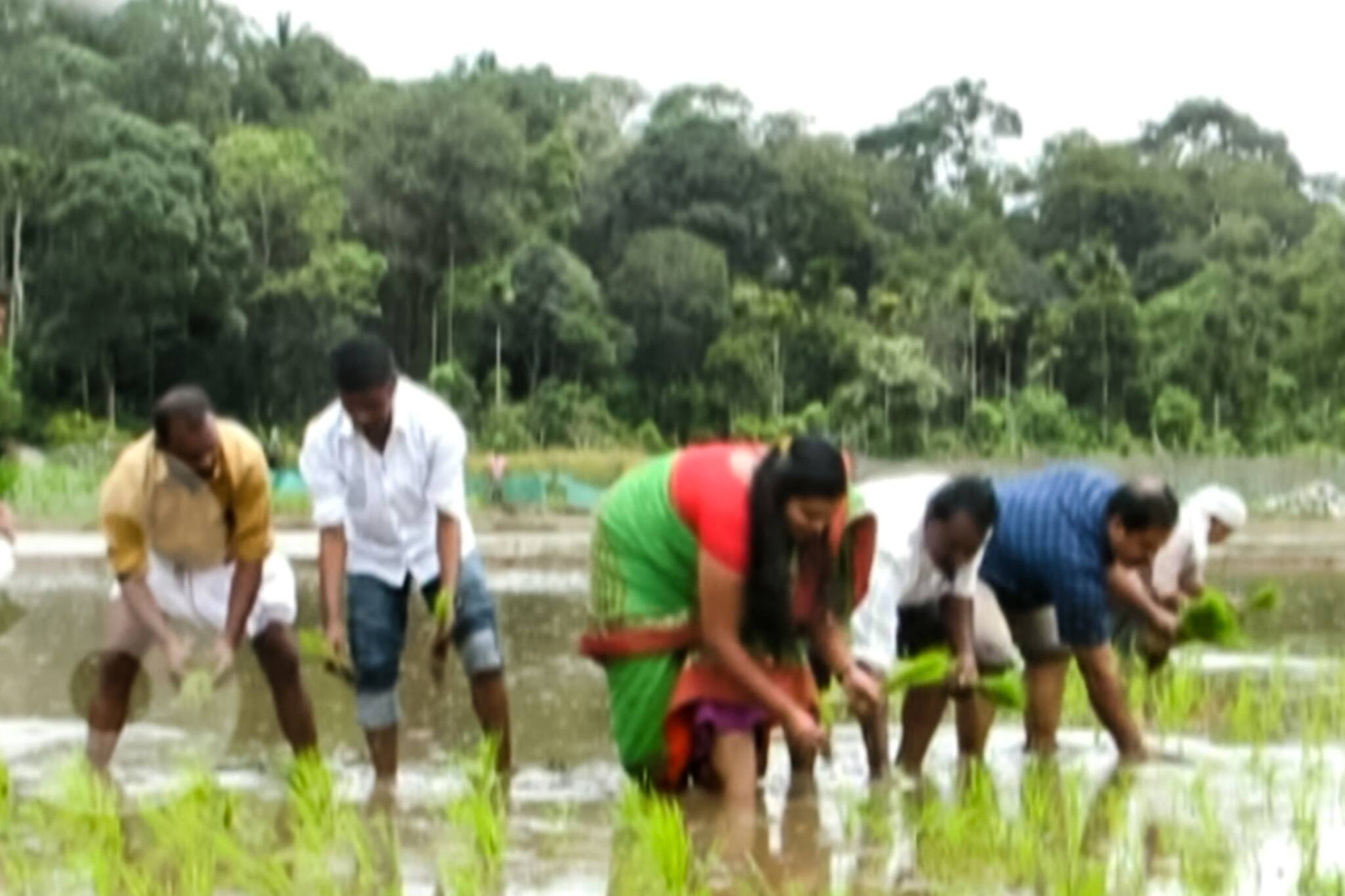 മലയോര മേഖലയിലെ പാടശേഖരങ്ങൾ സജീവമായി