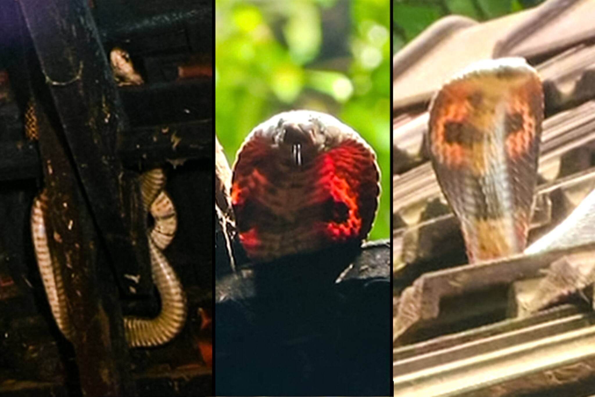 ആളൊഴിഞ്ഞ വീട്ടിലെ പുതിയ താമസക്കാർ : ഓടിനിടയിൽ കുടുങ്ങിയ മൂർഖൻ