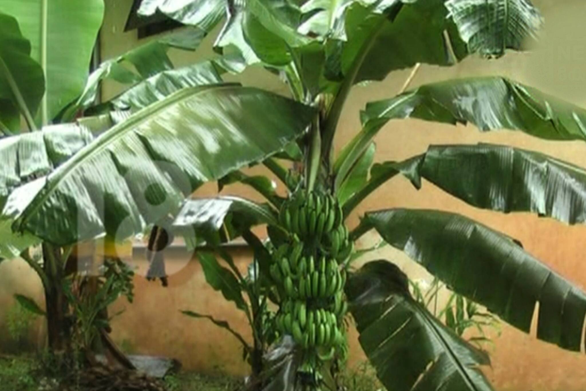 ആശുപത്രിയിൽ ജീവനക്കാരുടെ വാഴക്കൃഷി