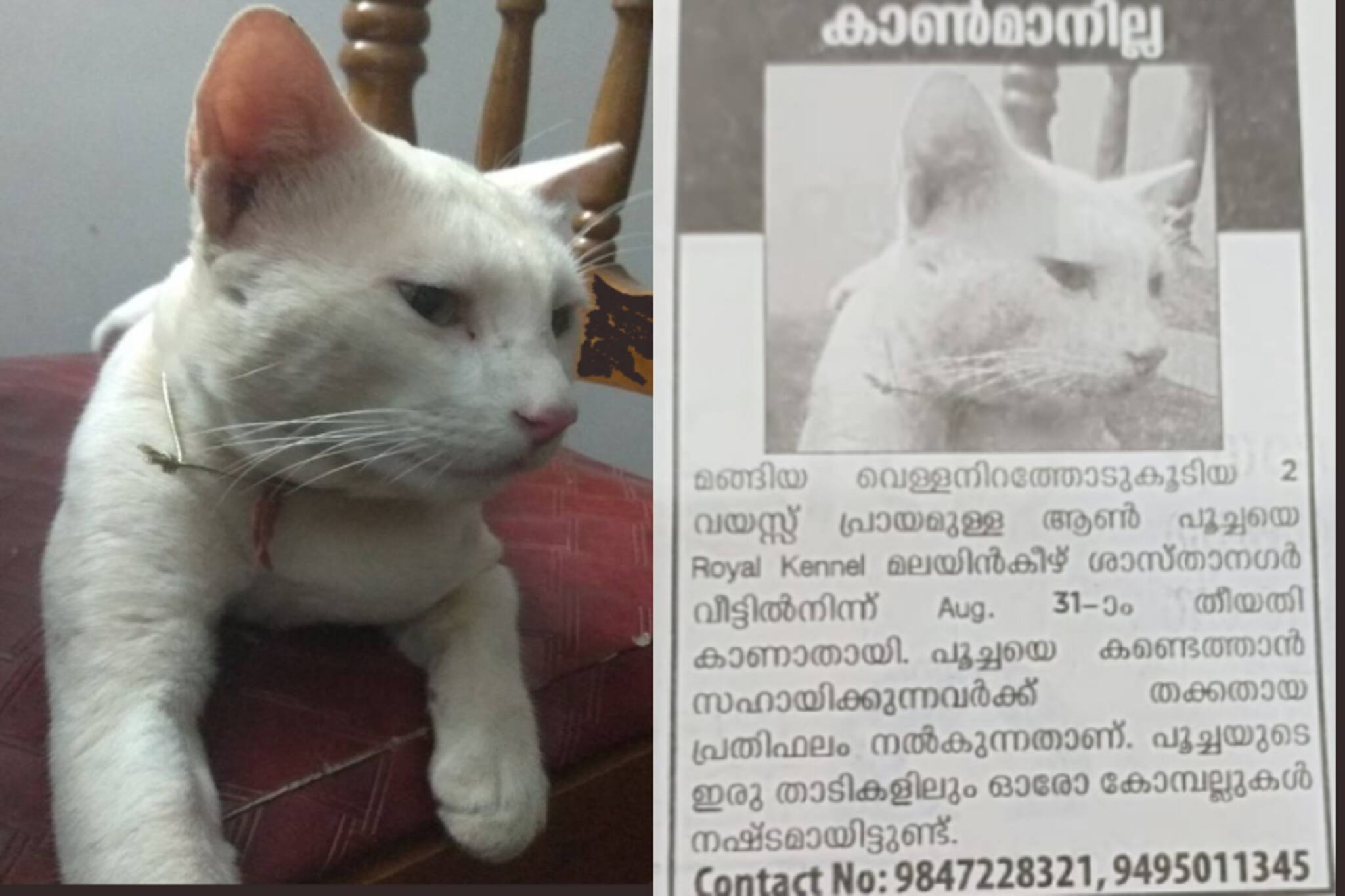 'പൂസി'യെ കാണ്മാനില്ല; 2 വയസ്, മങ്ങിയ വെളുത്ത നിറം, ഓരോ കോമ്പല്ലുകൾ നഷ്ടമായിട്ടുണ്ട്.....