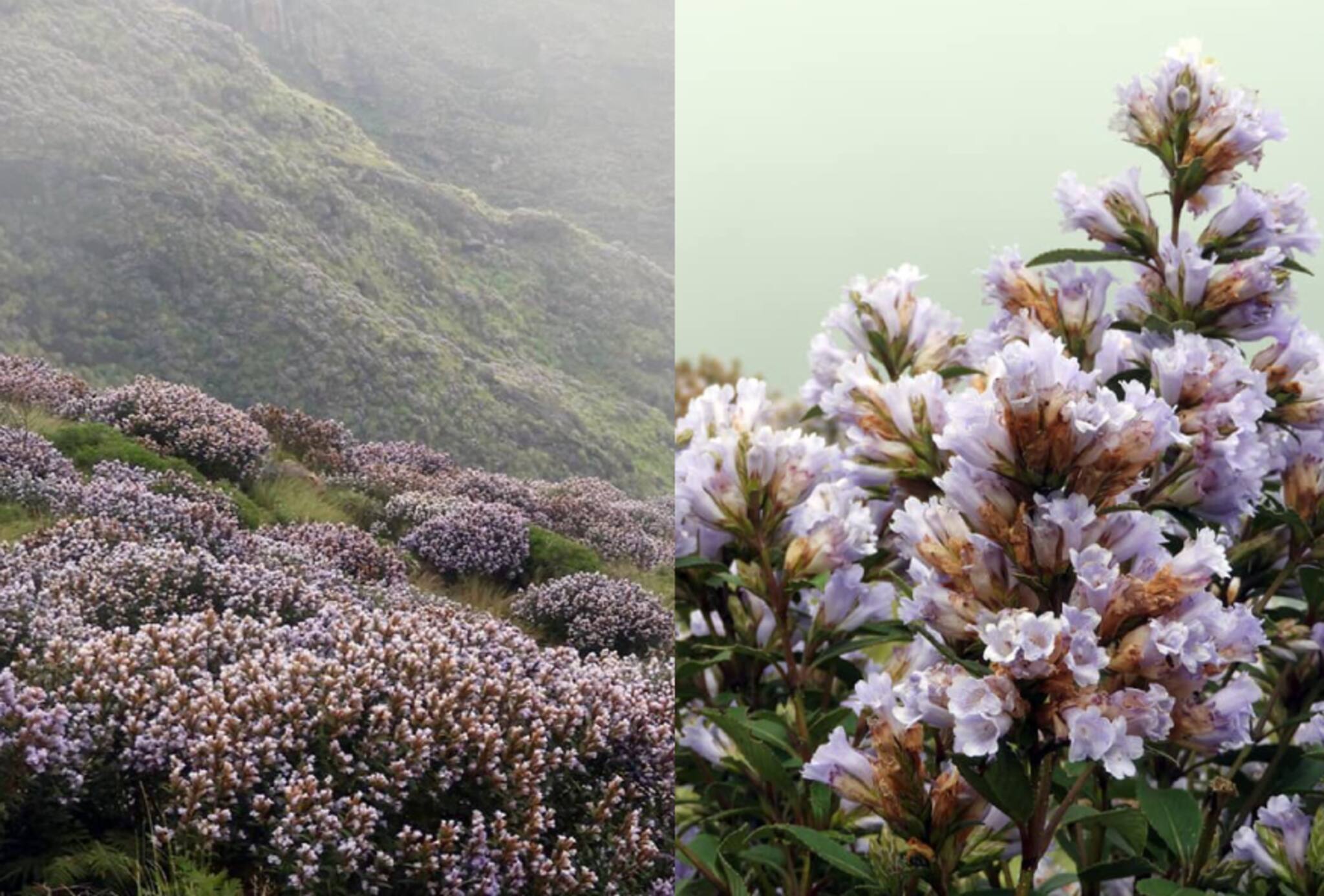 കൊളുക്കുമലയില്‍ നീലക്കുറിഞ്ഞി പൂത്തപ്പോള്‍