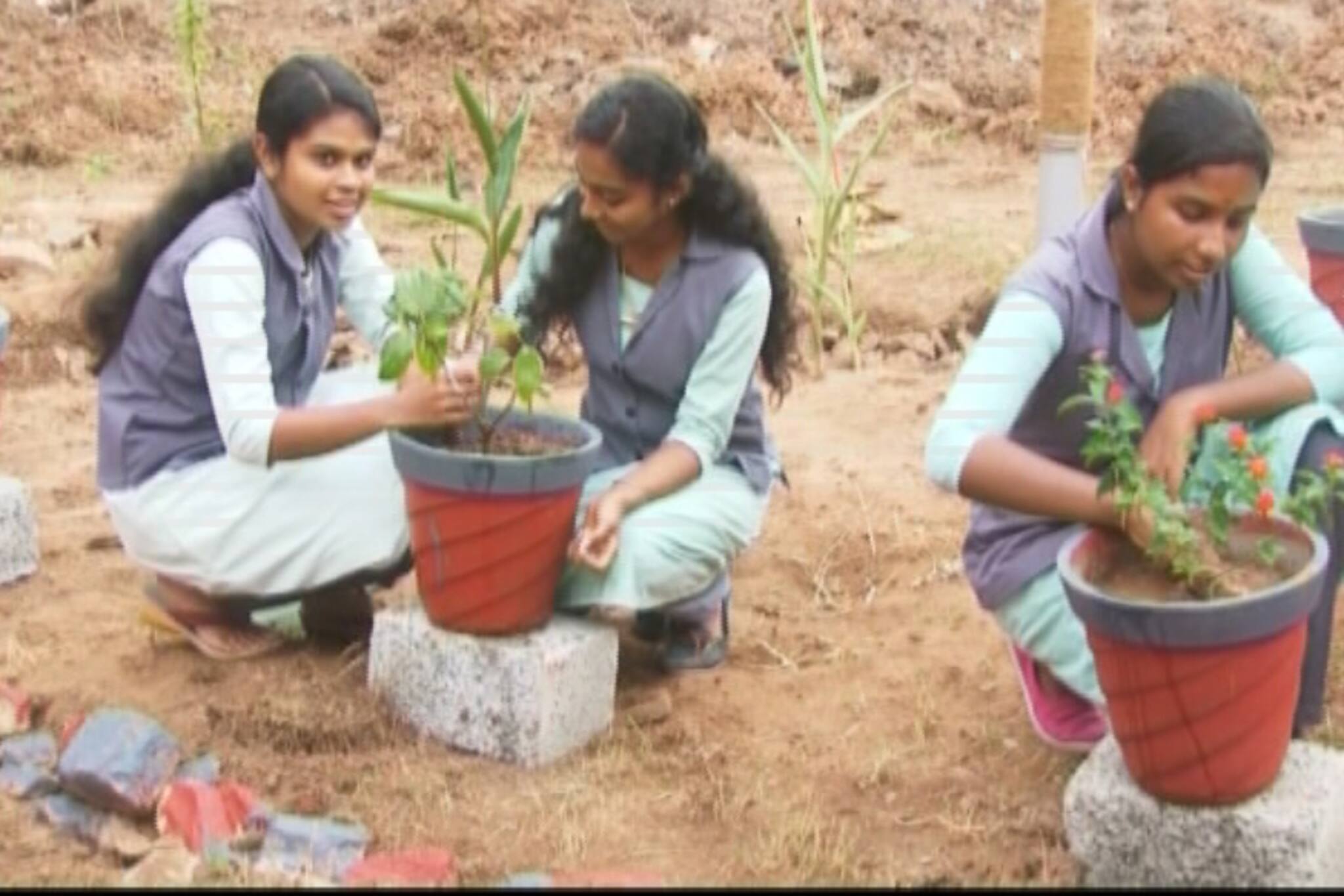 വിദ്യാലയമുറ്റം ഔഷധ സസ്യ ഉദ്യാനമാക്കി വിദ്യാർത്ഥികൾ