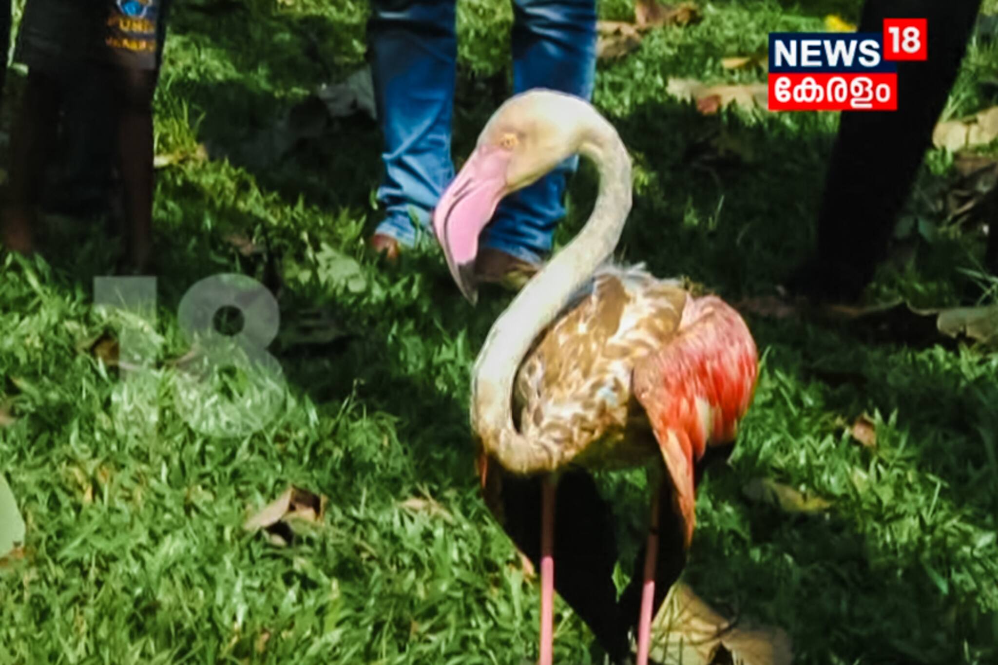 സലിം അലി പക്ഷി സങ്കേതത്തിൽ വിസ്മയക്കാഴ്ചയായി രാജഹംസം