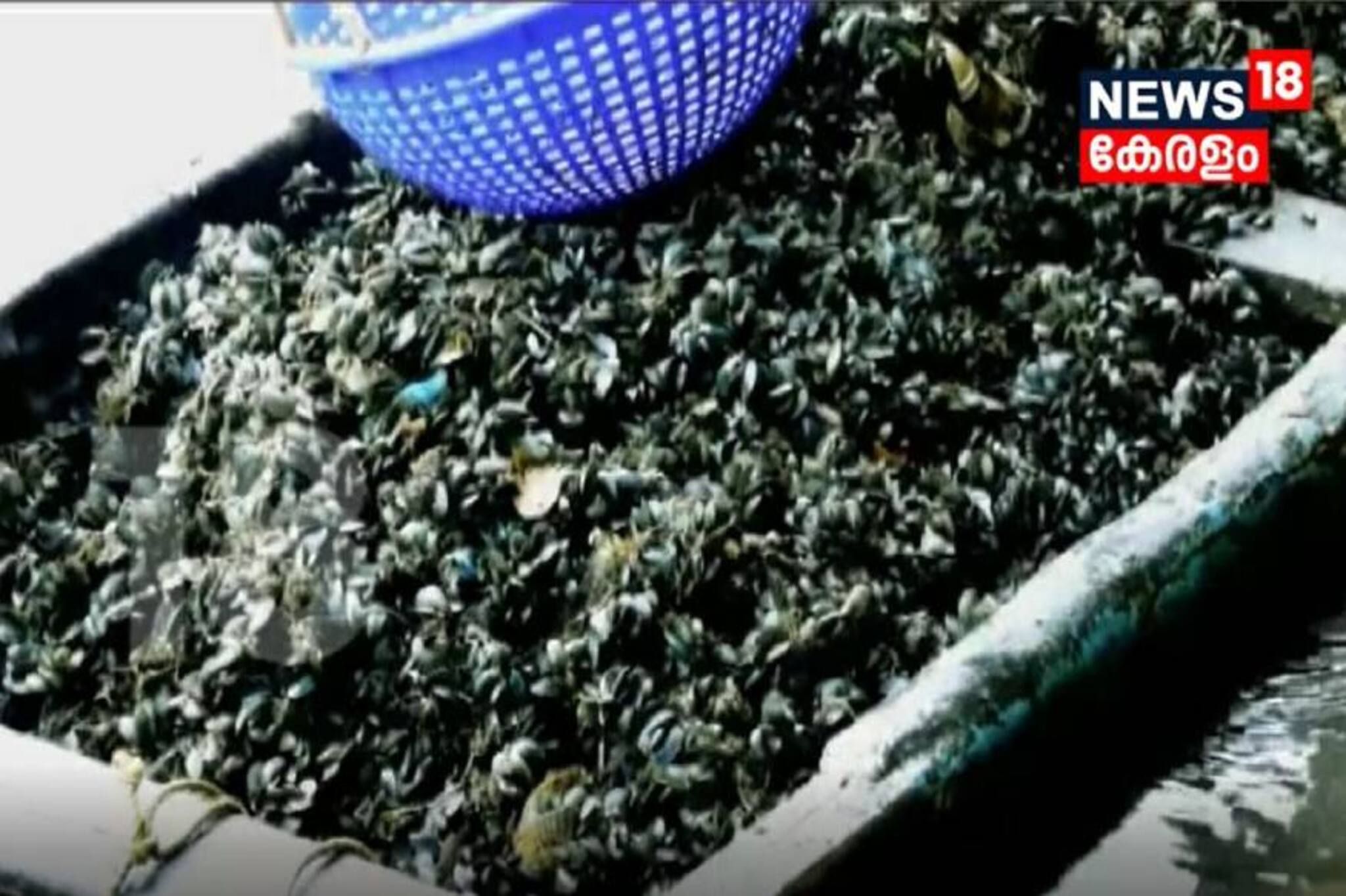VIDEO-കർഷകർക്കു പ്രതീക്ഷയേകി കല്ലുമ്മക്കായ വിത്ത്
