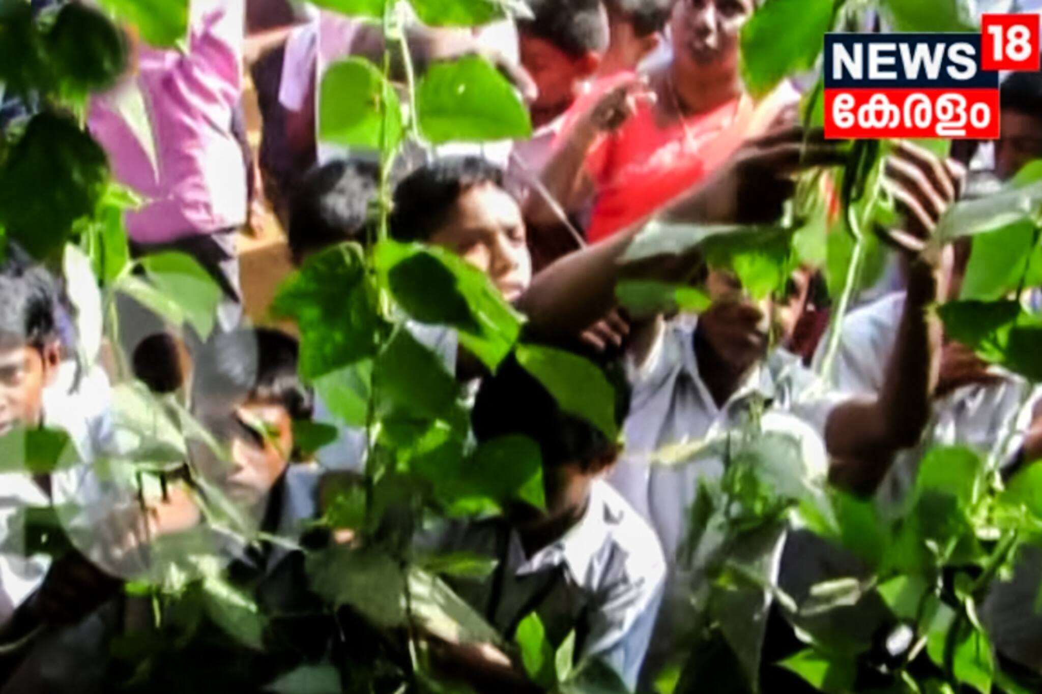 വിളവെടുപ്പ് ഉത്സവം ആഘോഷമാക്കി കുട്ടികൾ