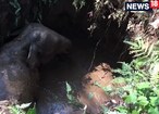 VIDEO: കുട്ടിക്കൊമ്പന്‍റെ ന്യൂ ഇയർ പൊട്ടക്കിണറ്റിലാകുമോ?