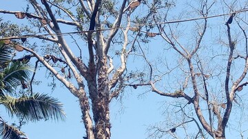 PHOTOS- ഭീതി വിതച്ച് തേനീച്ചക്കൂട്ടം