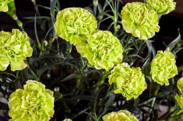 PHOTOS: പൂത്തുലഞ്ഞ് കനകക്കുന്ന് PHOTOS: പൂത്തുലഞ്ഞ് കനകക്കുന്ന്