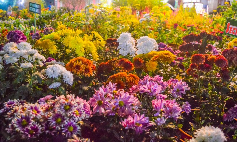  കിർത്താഡ്‌സ്, ഐടിഡിപി എന്നിവയുടെ സഹകരണത്തോടെ സംഘടിപ്പിക്കുന്ന പാരമ്പര്യ ദ്രാവിഡ വംശീയ ചികിത്സാ കേന്ദ്രവും മേളയുടെ ശ്രദ്ധേയ കേന്ദ്രമാണ് (ഫോട്ടോ- അനൂപ് സുരേന്ദ്രൻ)