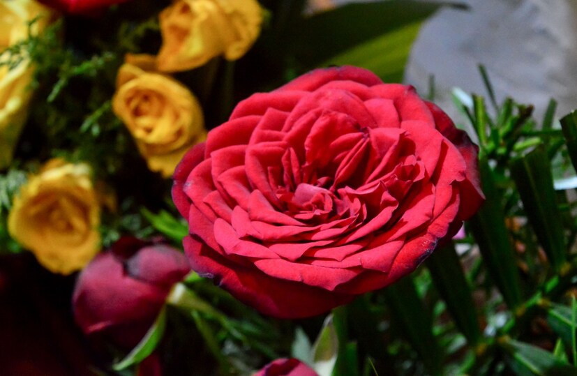  ആന, കാട്ടുപോത്ത്, മാൻ, കരടി തുടങ്ങിയ വന്യമൃഗങ്ങളുടെ ജീവസ്സുറ്റ രൂപങ്ങൾകൊണ്ട‌് വിസ്മയം തീർക്കുകയാണ് (ഫോട്ടോ- അനൂപ് സുരേന്ദ്രൻ)വസന്തോത്സവത്തിലെ വനം വകുപ്പ് സ്റ്റാൾ (ഫോട്ടോ- അനൂപ് സുരേന്ദ്രൻ)