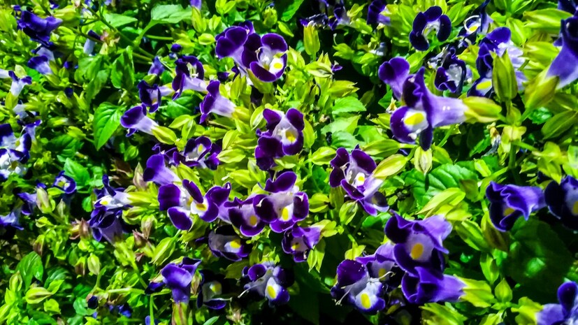  വടക്കുകിഴക്കൻ സംസ്ഥാനങ്ങളിൽനിന്നുള്ള സിംപീഡിയം ചെടികളുടെ ശേഖരം, ജവഹർലാൽ നെഹ്‌റു ബൊട്ടാണിക്കൽ ഗാർഡൻ ഒരുക്കുന്ന വനക്കാഴ്ചകൾ, മലബാർ ബൊട്ടാണിക്കൽ ഗാർഡൻ തയാറാക്കുന്ന ജലസസ്യങ്ങൾ, ടെറേറിയം എന്നിവയുടെ അപൂർവ കാഴ്ചകൾ ആസ്വദിക്കാം (ഫോട്ടോ- അനൂപ് സുരേന്ദ്രൻ)