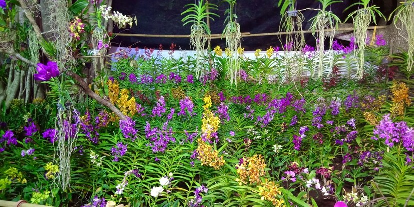  സൂര്യകാന്തിയിലാണ് ഭക്ഷ്യമേള നടക്കുന്നത് (ഫോട്ടോ- അനൂപ് സുരേന്ദ്രൻ)