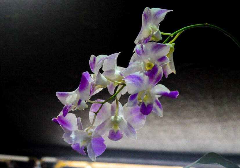  അനന്തപുരിക്ക് കാഴ്ചവസന്തം സമ്മാനിച്ച് കനകക്കുന്നിൽ ജനുവരി 11നാണ് മേള തുടങ്ങിയത് (ഫോട്ടോ- അനൂപ് സുരേന്ദ്രൻ)