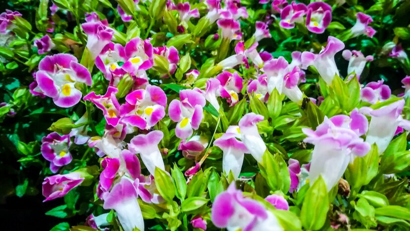  ടൂറിസം വകുപ്പിന്റെ നേതൃത്വത്തില്‍ നടക്കുന്ന വസന്തോത്സവത്തിൽ വൈവിധ്യമാര്‍ന്ന പുഷ്‌പമേളയ്ക്കൊപ്പം കാര്‍ഷികോത്‌പന്നങ്ങളുടെ പ്രദര്‍ശനവിപണനമേളയും ജനശ്രദ്ധയാകർഷിക്കുന്നു (ഫോട്ടോ- അനൂപ് സുരേന്ദ്രൻ)