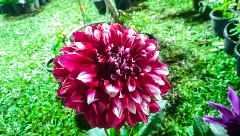  അപൂർവ ഔഷധ സസ്യങ്ങളുടെ പ്രദര്‍ശനം, ആദിവാസി ജീവിതത്തിന്റെ നേര്‍ക്കാഴ്‌ച, ഭക്ഷ്യമേള, കലാപരിപാടികള്‍ എന്നിവ മേളയുടെ ഭാഗമായുണ്ട് (ഫോട്ടോ- അനൂപ് സുരേന്ദ്രൻ)