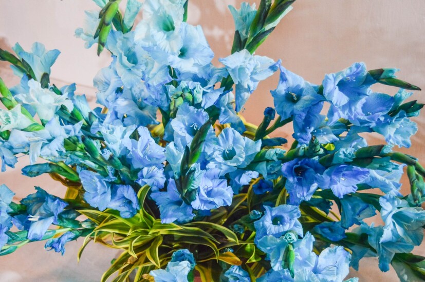  കനകക്കുന്ന്‌ കൊട്ടാരവും പരിസരവും, നിശാഗന്ധി, സൃര്യകാന്തി എന്നീ വേദികളിലായിട്ടാണ് വസന്തോത്സവം 2019 നടക്കുന്നത് (ഫോട്ടോ- അനൂപ് സുരേന്ദ്രൻ)