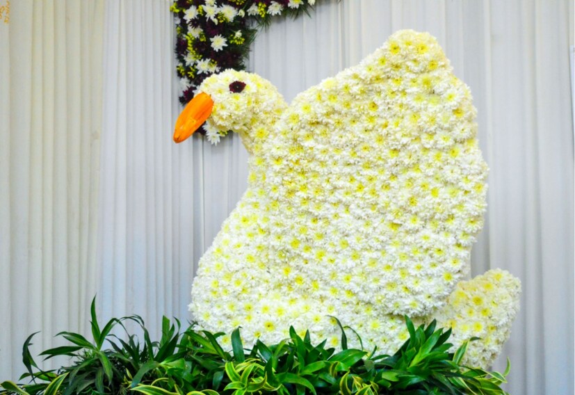  വടക്കുകിഴക്കൻ സംസ്ഥാനങ്ങളിൽനിന്നടക്കമുള്ള പതിനായിരത്തിലധികം ഇനം പൂക്കളുടെ മഹോത്സവമാണ് മേളയിൽ (ഫോട്ടോ- അനൂപ് സുരേന്ദ്രൻ)