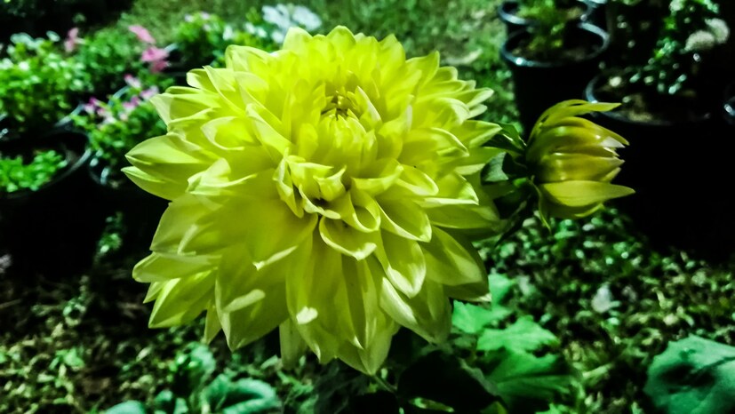  രുചിയുടെ മേളപ്പെരുക്കവുമായി ഭക്ഷ്യമേളയും വസന്തോത്സവത്തിന് ചാരുതയേകുന്നു (ഫോട്ടോ- അനൂപ് സുരേന്ദ്രൻ)