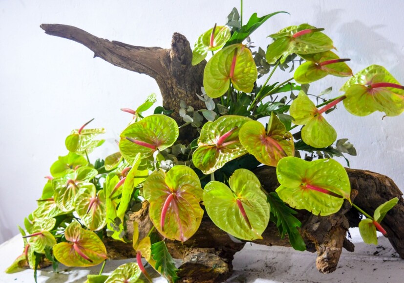  മ്യൂസിയം – മൃഗശാല, കാർഷിക കോളജ്, ജവഹർലാൽ നെഹ്‌റു ബൊട്ടാണിക്കൽ ഗാർഡൻ, വിക്രം സാരാഭായ് സ്‌പേസ് സെന്റർ തുടങ്ങി 12 ഓളം സ്ഥാപനങ്ങളും പത്തോളം നഴ്‌സറികളും വ്യക്തികളും വസന്തോത്സവത്തിൽ സ്റ്റാളുകൾ ഒരുക്കുന്നുണ്ട് (ഫോട്ടോ- അനൂപ് സുരേന്ദ്രൻ)