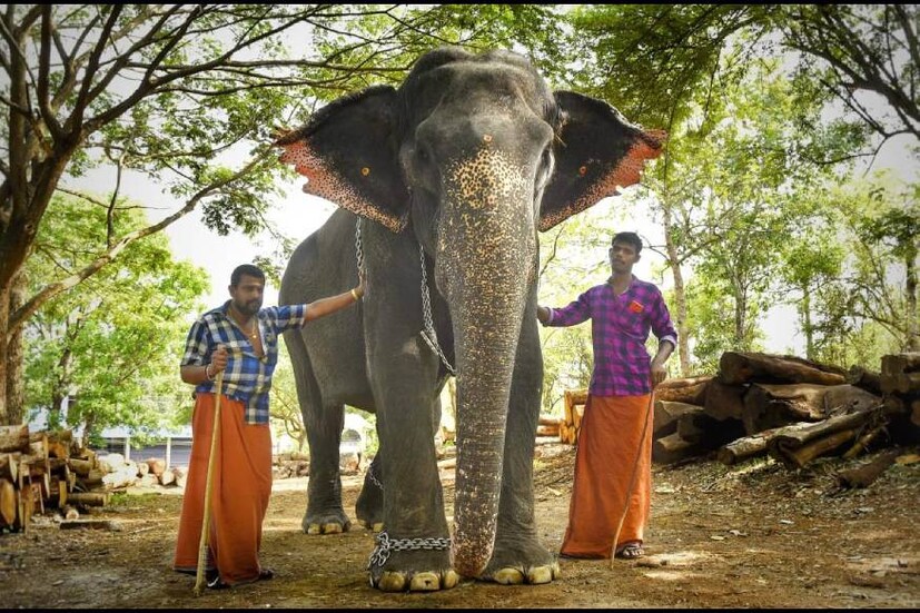  പാലക്കാട് ചെർപ്പുളശ്ശേരി തൂതം പൂരത്തിലാണ് 'ആനമാറാട്ടം' നടന്നത്