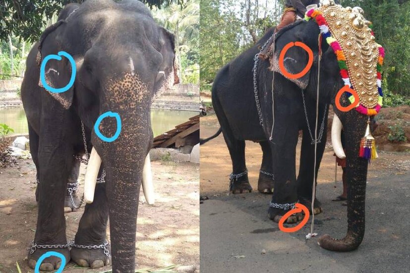  എഴുന്നള്ളിപ്പ് കഴിഞ്ഞപ്പോൾ ആനയുടെ രൂപവും ഭാവവും ചര്‍ച്ചയായതോടെയാണ് സംഭവം പുറത്തറിയുന്നത്.