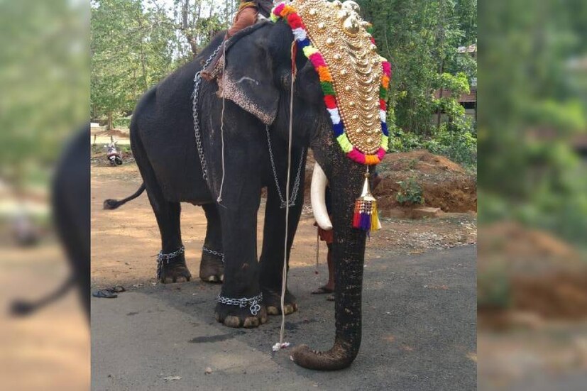  15 ആനകൾ വേണ്ടിയിരുന്ന എഴുന്നള്ളിപ്പിന് ആനകളുടെ എണ്ണത്തിൽ കുറവ് വന്നതോടെയാണ് പിടിയാന കൊമ്പനാന ആയത്