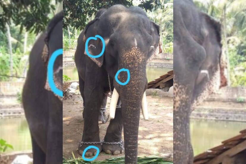  ലക്കിടി ഇന്ദിരയെ മേക്കപ്പിട്ട് ഫൈബർ കൊമ്പ് പിടിപ്പിച്ച് കൊല്ലങ്കോട് കേശവൻ ആക്കുകയായിരുന്നു