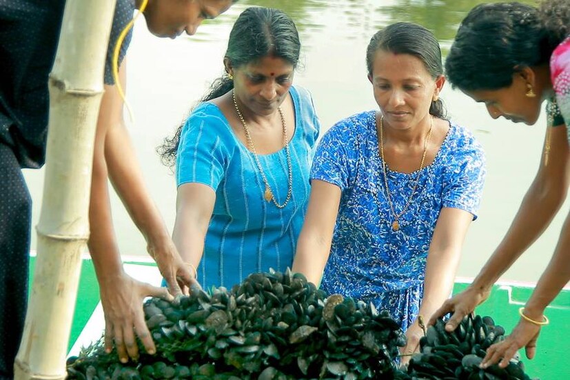 കൊച്ചി: കേന്ദ്ര സമുദ്രമത്സ്യ ഗവേഷണ സ്ഥാപനത്തിന്റെ (സിഎംഎഫ്ആർഐ) മേൽനോട്ടത്തിൽ നടന്ന കല്ലുമ്മായ കൃഷിയിൽ നൂറുമേനി വിളവെടുപ്പ്. കൊച്ചി: കേന്ദ്ര സമുദ്രമത്സ്യ ഗവേഷണ സ്ഥാപനത്തിന്റെ (സിഎംഎഫ്ആർഐ) മേൽനോട്ടത്തിൽ നടന്ന കല്ലുമ്മായ കൃഷിയിൽ നൂറുമേനി വിളവെടുപ്പ്.