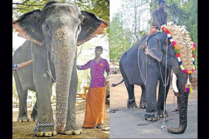  തൃശ്ശൂർ പൂരത്തിന് തൊട്ടടുത്ത ദിവസം നടന്ന തൂതപ്പൂരത്തിലാണ് പിടിയാനയെ കൊമ്പനാക്കി മാറ്റിയ വിദ്യ നടന്നത്