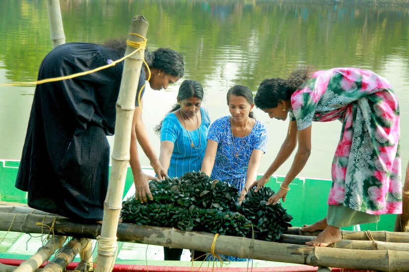  കഴിഞ്ഞ ജനുവരിയിൽ തുടങ്ങിയ കൃഷി അഞ്ച് മാസത്തിന് ശേഷമാണ് വിളവെടുപ്പ് നടത്തിയത്. അഞ്ച് മീറ്റർ നീളവും വീതിയുമുള്ള മുള കൊണ്ട് നിർമിച്ച അഞ്ച് കൃഷിയിടങ്ങിലാണ് കല്ലുമ്മക്കായ കൃഷിയിറക്കിയത്.