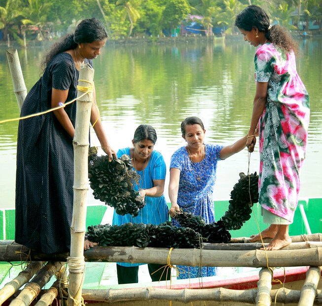  മൊത്തം 6.5 ടൺ കല്ലുമ്മക്കായയാണ് വിളവെടുപ്പിലൂടെ ലഭിച്ചത്. കഴിഞ്ഞ വർഷത്തെ പ്രളയത്തിൽ ഇവരുടെ കടൽമുരിങ്ങ കൃഷി പൂർണമായും നശിച്ചിരുന്നു. പ്രളയാനന്തരം കായൽ ജൈവഘടനയിൽ വന്ന മാറ്റം കല്ലുമ്മക്കായ കൃഷിയെ ബാധിക്കുമോ എന്ന ആശങ്കയുണ്ടായിരുന്നു.