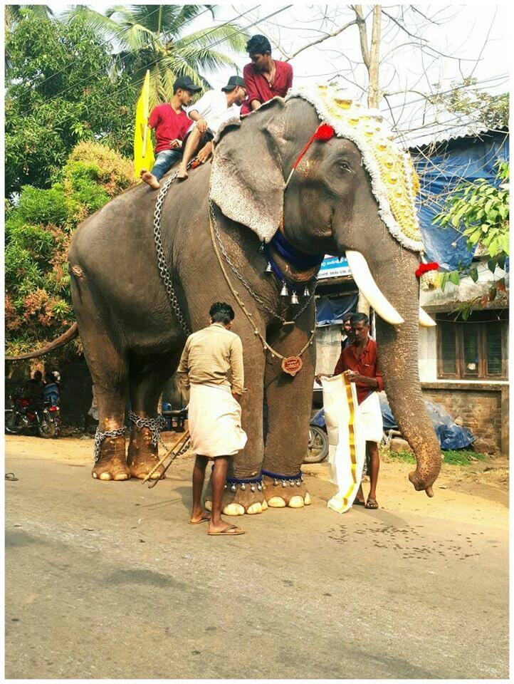 തിടമ്പേറ്റേണ്ടിയിരുന്ന പാര്ഥന് തൃശൂര് പൂരത്തിന് കൊടിയേറിയ ദിവസം വിട പറഞ്ഞത് ആനപ്രേമികളെയും ദുഃഖത്തിലാഴ്ത്തിയിരിക്കുകയാണ്. തിടമ്പേറ്റേണ്ടിയിരുന്ന പാര്ഥന് തൃശൂര് പൂരത്തിന് കൊടിയേറിയ ദിവസം വിട പറഞ്ഞത് ആനപ്രേമികളെയും ദുഃഖത്തിലാഴ്ത്തിയിരിക്കുകയാണ്.