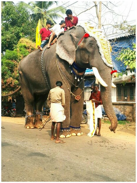  തിടമ്പേറ്റേണ്ടിയിരുന്ന പാര്‍ഥന്‍ തൃശൂര്‍ പൂരത്തിന് കൊടിയേറിയ ദിവസം വിട പറഞ്ഞത് ആനപ്രേമികളെയും ദുഃഖത്തിലാഴ്ത്തിയിരിക്കുകയാണ്.