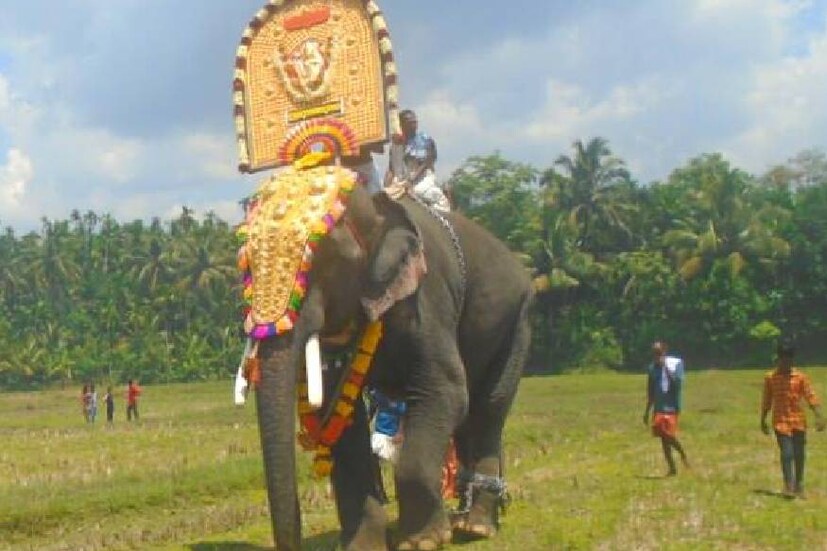  ആനപ്രേമികളുടെ പ്രിയങ്കരനായിരുന്നു ചെര്‍പ്പുളശ്ശേരി പാര്‍ത്ഥന്‍ ചരിഞ്ഞു. 44 വയസായിരുന്നു. അസുഖത്തെ തുടര്‍ന്ന് ഏറെ നാളായി പാര്‍ത്ഥന്‍ ചികിത്സയിലായിരുന്നു.