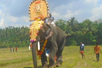 പൂരത്തിന് കണിമംഗലം ശാസ്താവിന്റെ തിടമ്പേറ്റാന് ചെർപ്പുളശേരി പാര്ത്ഥനില്ല പൂരത്തിന് കണിമംഗലം ശാസ്താവിന്റെ തിടമ്പേറ്റാന് ചെർപ്പുളശേരി പാര്ത്ഥനില്ല
