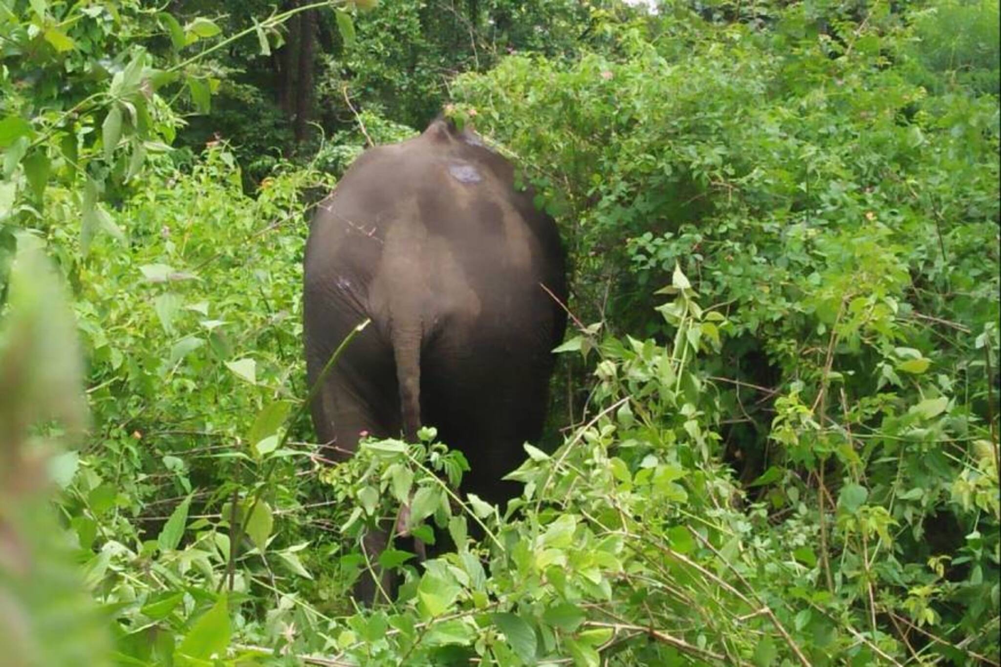 വയനാട്ടിൽ ലോറിയിടിച്ച് പരിക്കേറ്റ ആനയ്ക്ക് വിദഗ്ദ ചികിത്സ