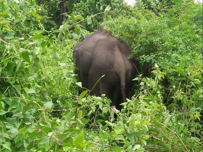  കഴിഞ്ഞ ദിവസം രാത്രിയിൽ ആണ് ആനയെ ലോറിയിടിച്ചത്.
