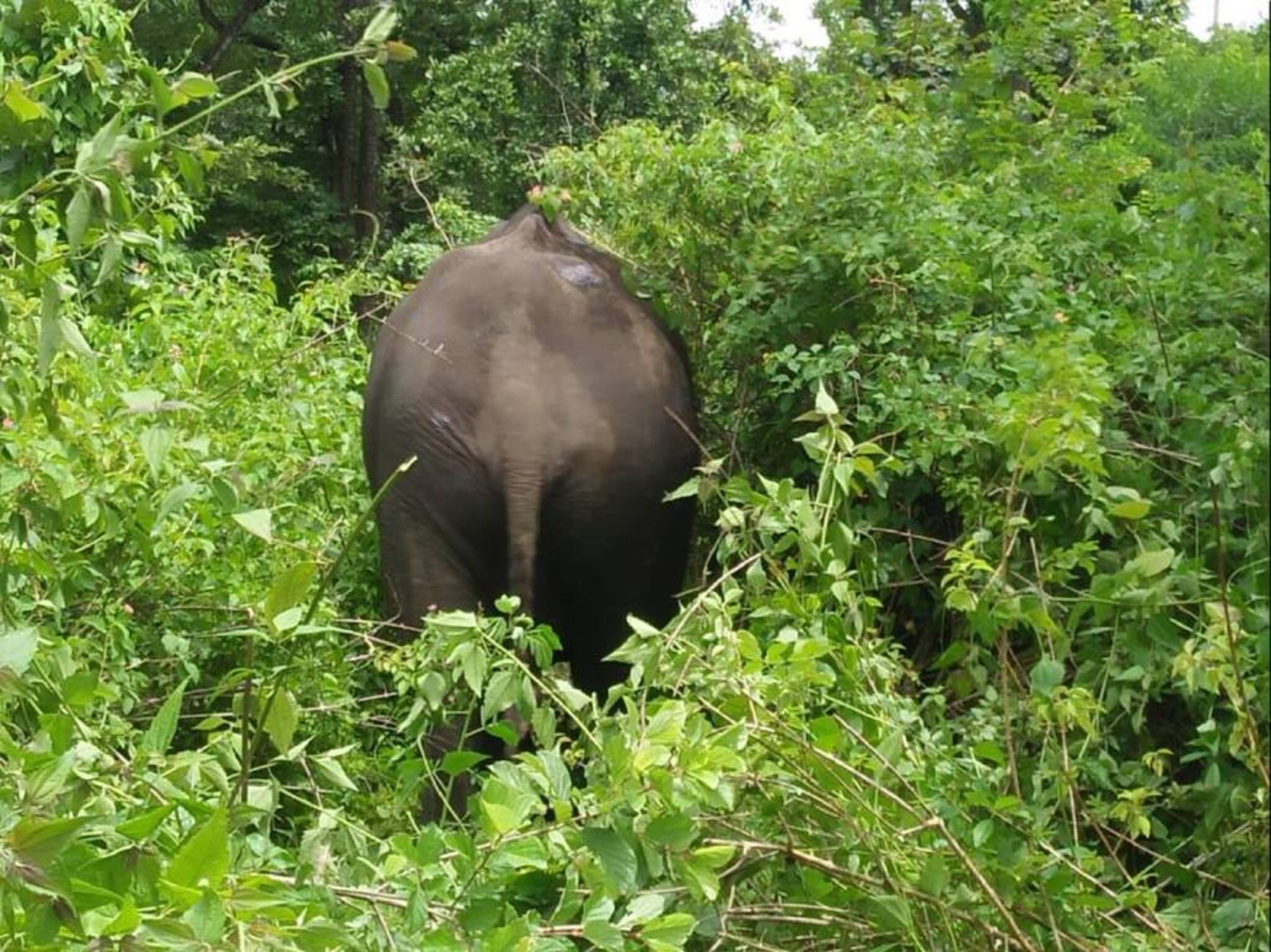 നാട്ടിലിറങ്ങി കൂട്ടംതെറ്റി കുട്ടിക്കൊമ്പൻ; വനപാലകരുടെ സഹായത്തോടെ ഒടുവിൽ ആനക്കൂട്ടത്തിനൊപ്പം ചേർന്നു